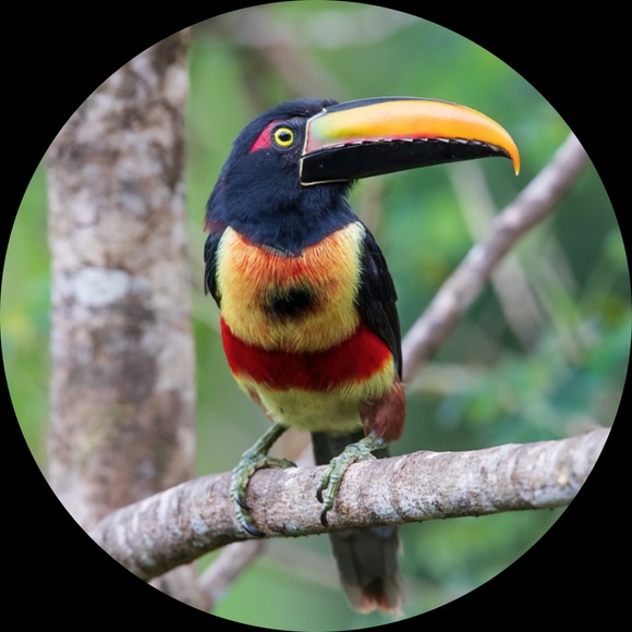 aracari